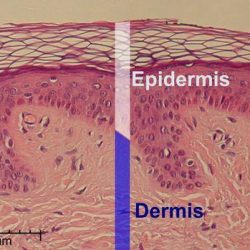 理想的なヘアータトゥー