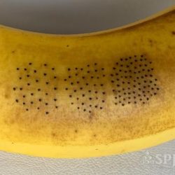 HIS hair clinicでの研修 バナナ